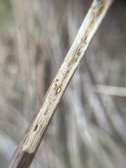 Antistrophus
