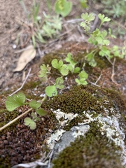 Pterostegia drymarioides