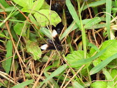 Pompiliodes albomarginata