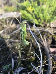 Pterostylis rubescens