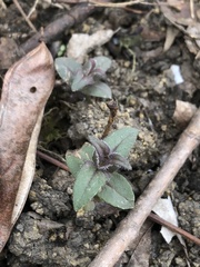 Monarda bradburiana