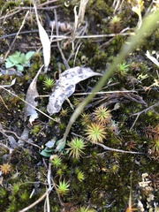 Pterostylis rubescens