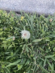 Taraxacum