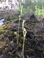 Pterostylis rubescens