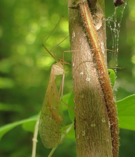 Bittacus pilicornis photo 5
