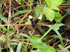 Pompiliodes albomarginata