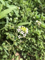 Nasturtium microphyllum