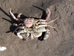 Danielethus crenulatus