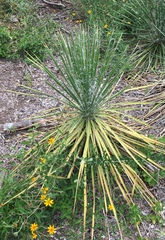 Yucca constricta