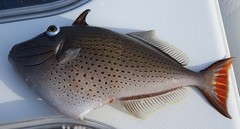 Xanthichthys ringens