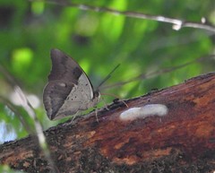 Archaeoprepona amphimachus pseudomeander