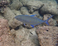 Ferdauia orthogrammus