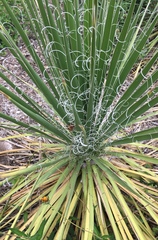 Yucca constricta