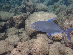 Ferdauia orthogrammus