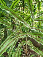Salpichlaena volubilis