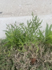 Helenium microcephalum