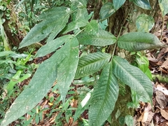 Mickelia nicotianifolia