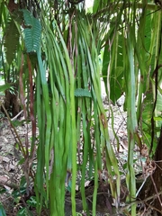 Ananthacorus angustifolius