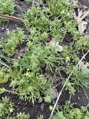 Ceratocephala testiculata