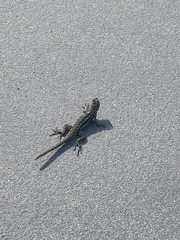 Sceloporus occidentalis