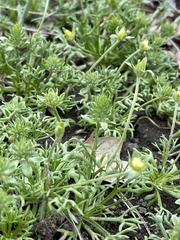 Ceratocephala testiculata