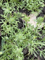 Ceratocephala testiculata