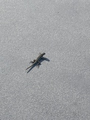 Sceloporus occidentalis