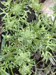 Ceratocephala testiculata