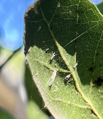 Trichopsocus