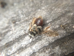 Andrena erythrogaster