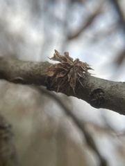 Dryocosmus floridensis