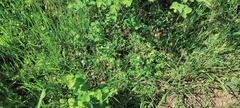Nemophila menziesii menziesii