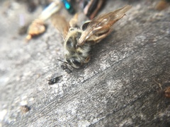 Andrena erythrogaster