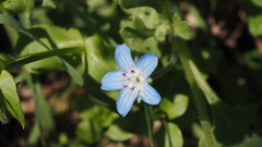 Nemophila menziesii menziesii
