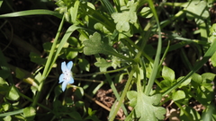 Nemophila menziesii menziesii