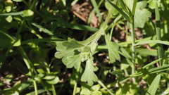 Nemophila menziesii menziesii