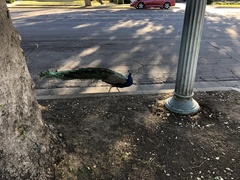 Pavo cristatus