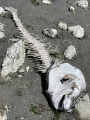 Hippoglossus stenolepis