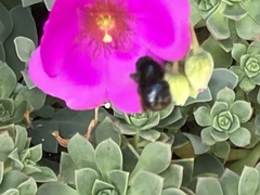 Xylocopa tabaniformis orpifex