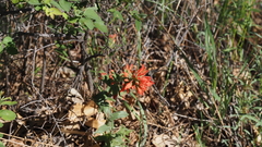 Castilleja martini martini