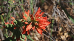 Castilleja martini martini