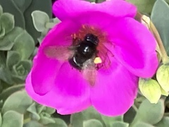 Xylocopa tabaniformis orpifex