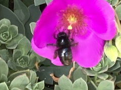 Xylocopa tabaniformis orpifex
