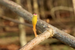 Callirhytis gallaestriatae