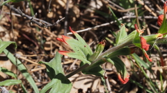 Castilleja martini martini