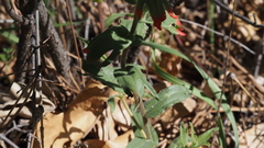 Castilleja martini martini