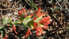 Castilleja martini martini