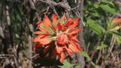 Castilleja martini martini