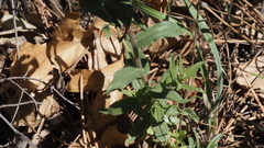 Castilleja martini martini
