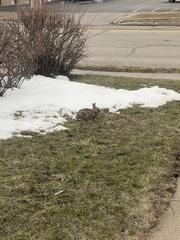Sylvilagus floridanus